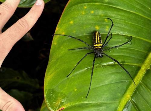 Réf. 337 002 : Nephila pilipes